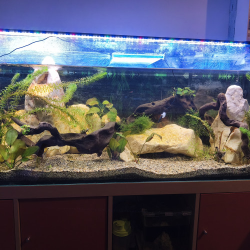 cuve 240l avec pompe jbl 902