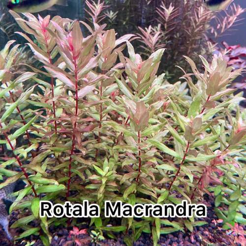 Rotala Macrandra