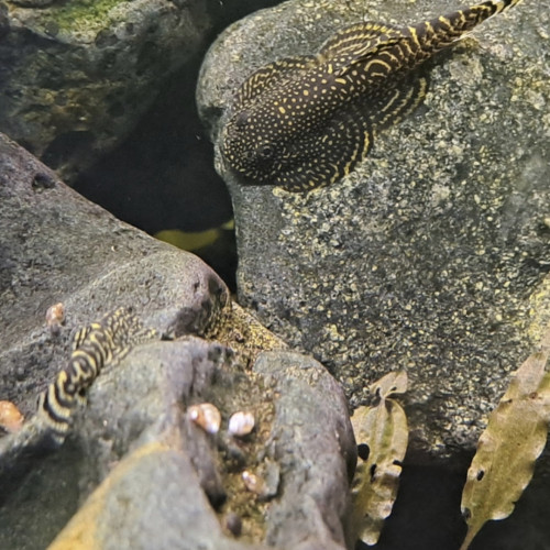 Aquatlantis élégance expert 60 (env. 100 litres net)