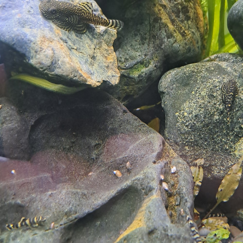 Aquatlantis élégance expert 60 (env. 100 litres net)