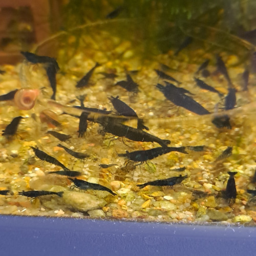 Néocaridina blue velvet blue dream