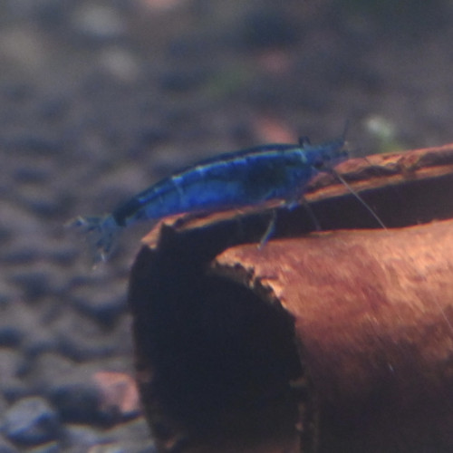 Crevette neocardina blue velvet