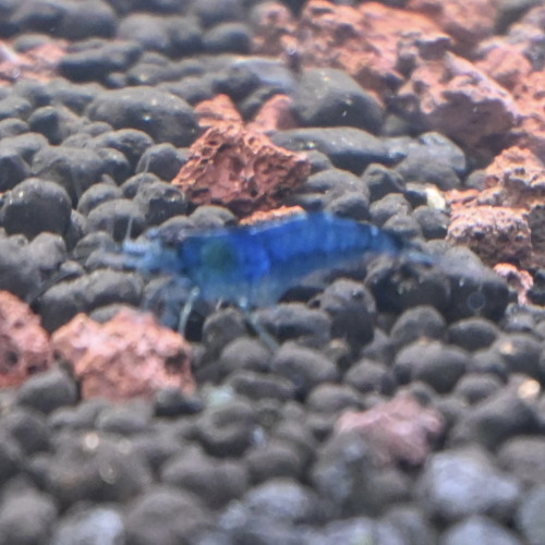 Crevette neocardina blue velvet