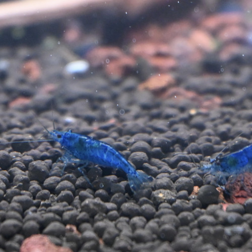 Crevette neocardina blue velvet