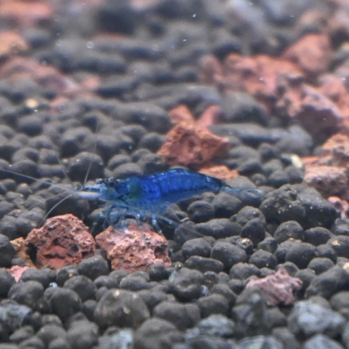 Crevette neocardina blue velvet
