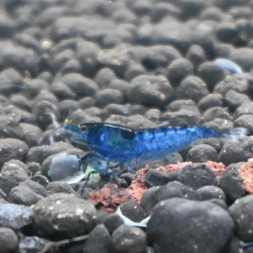Crevette neocardina blue velvet