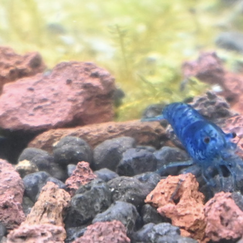 Crevette neocardina blue velvet