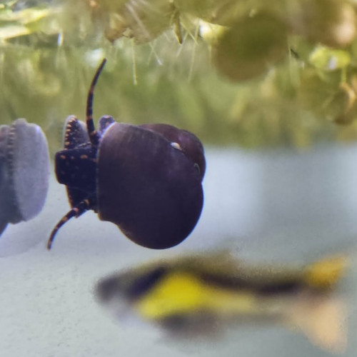 Escargots Blueberry (Viviparus sp.)