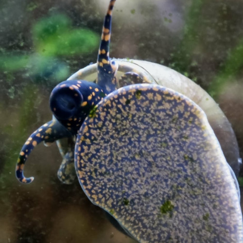 Escargots Blueberry (Viviparus sp.)