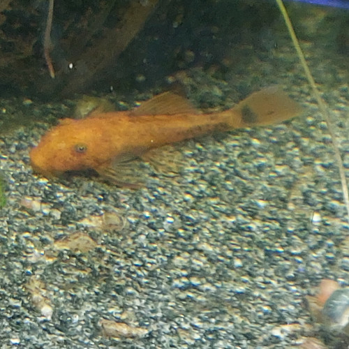 Ancistrus sp red super red