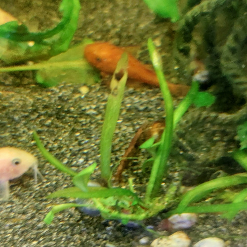 Ancistrus sp red super red