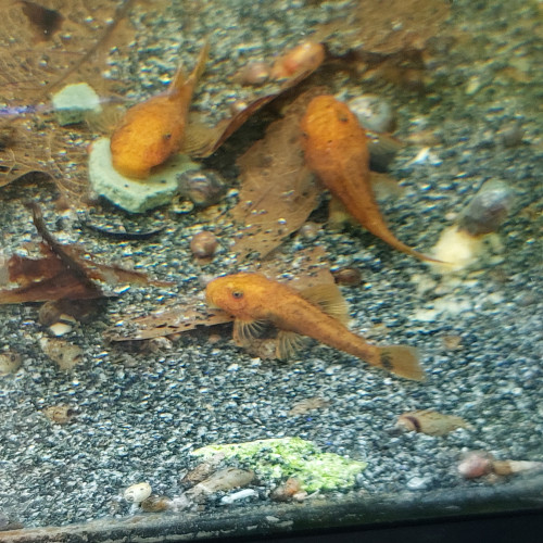 Ancistrus sp red super red