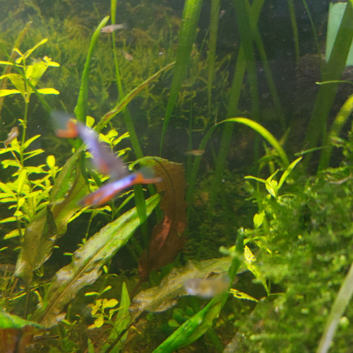 Guppy endler blue star