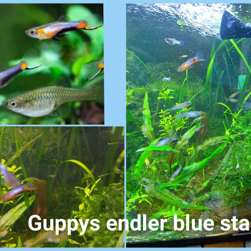Guppy endler blue star