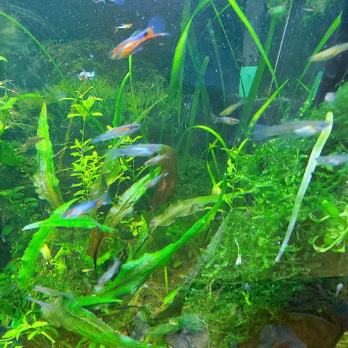 Guppy endler blue star