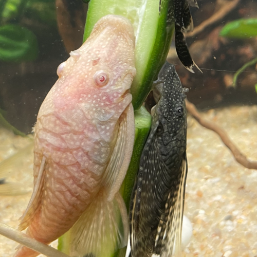 Deux femelles Ancistrus