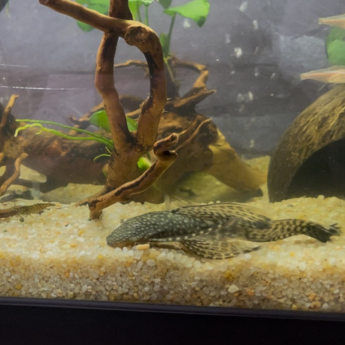 Deux femelles Ancistrus