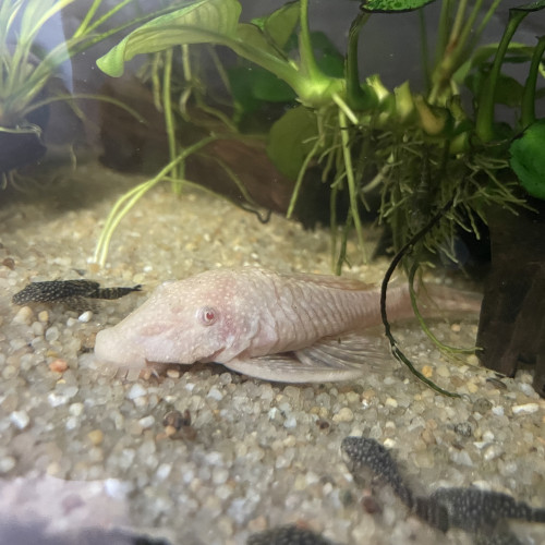 Deux femelles Ancistrus