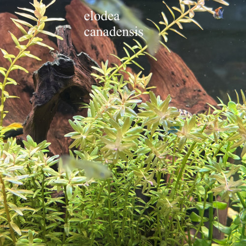 Elodea canadensis