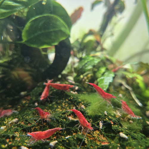 Neocaridina red cherry