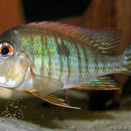geophagus red head