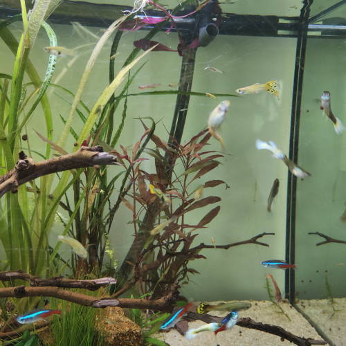 Guppy