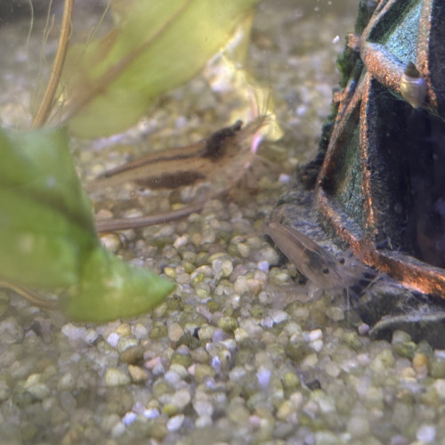 Donne trois crevettes Amano