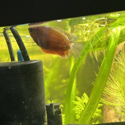 Couple Gourami miel Red adulte