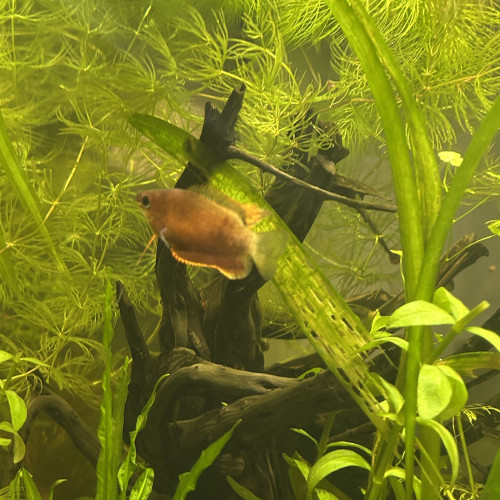 Couple Gourami miel Red adulte