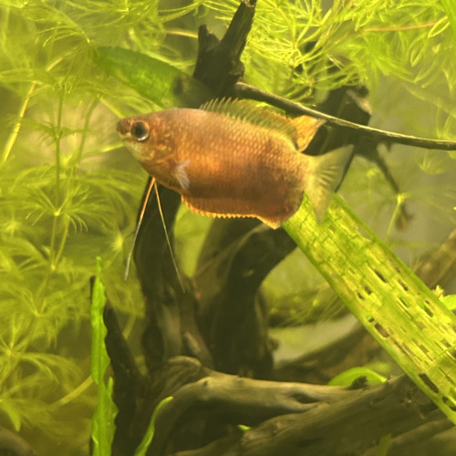 Couple Gourami miel Red adulte
