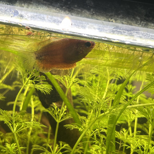 Couple Gourami miel Red adulte