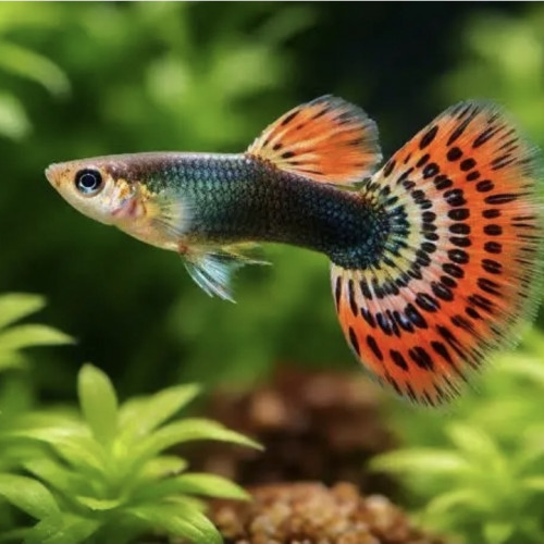 Guppy non sexer,
