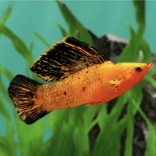 Alvin molly velifera
