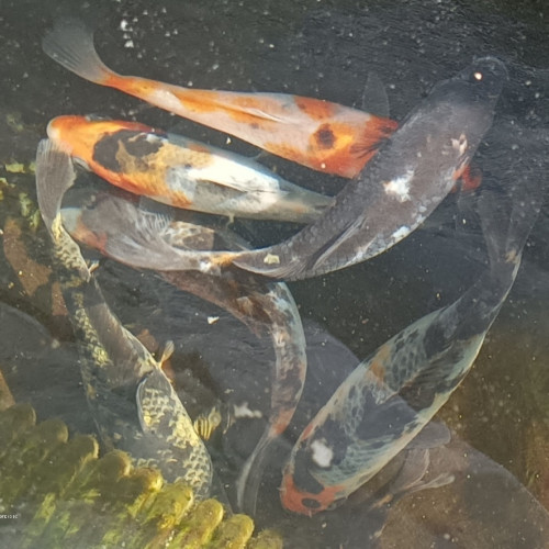 Carpes Koïs d'un an