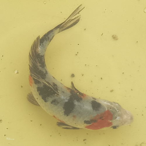 Carpes Koïs d'un an