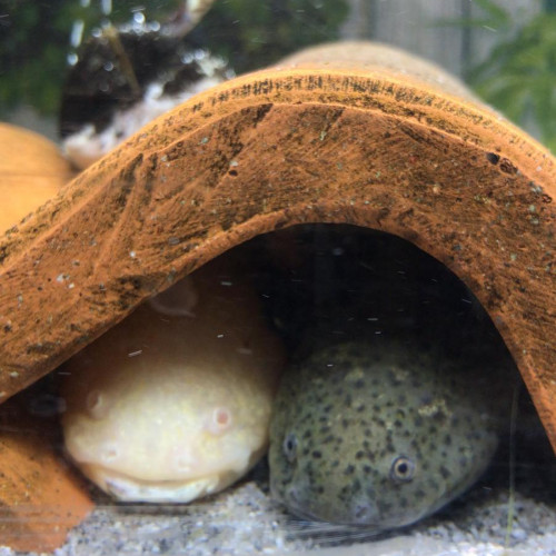 Donne axolotl femelle grise de 3 ans