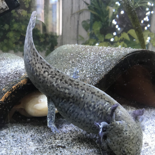 Donne axolotl femelle grise de 3 ans