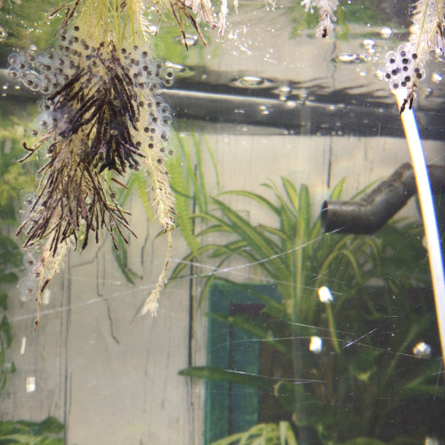 Donne axolotl femelle grise de 3 ans