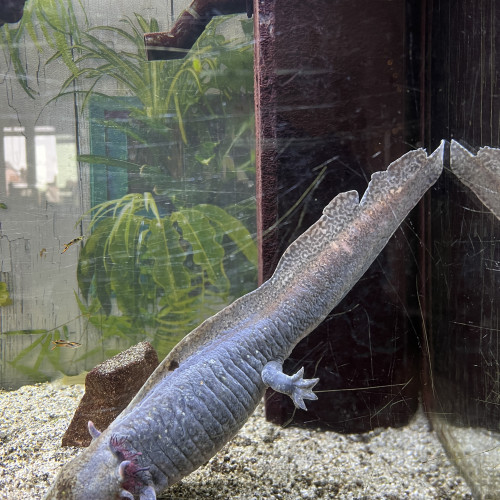 Donne axolotl femelle grise de 3 ans