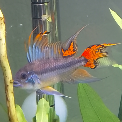 Apistogramma cacatuoides couple