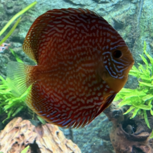 Discus galaxie