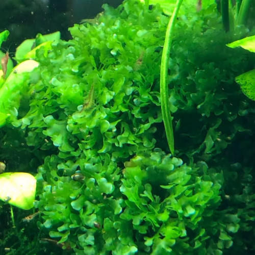 Mousse Varech d'eau / Lomariopsis Lineata/ Plante Aquarium