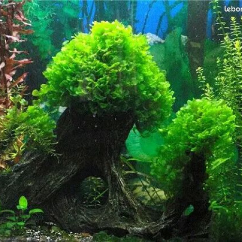 Mousse Varech d'eau / Lomariopsis Lineata/ Plante Aquarium