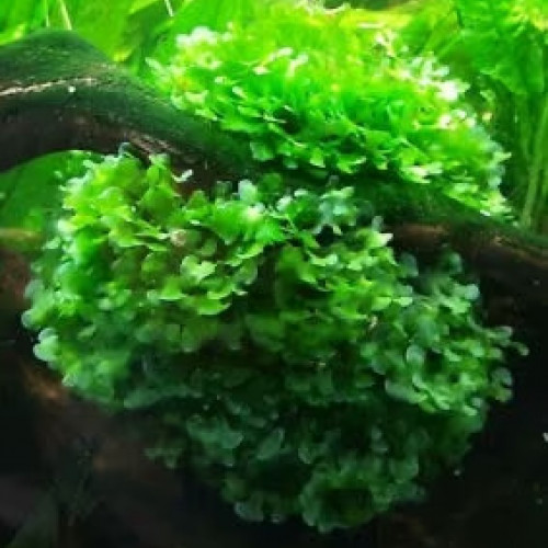 Mousse Varech d'eau / Lomariopsis Lineata/ Plante Aquarium