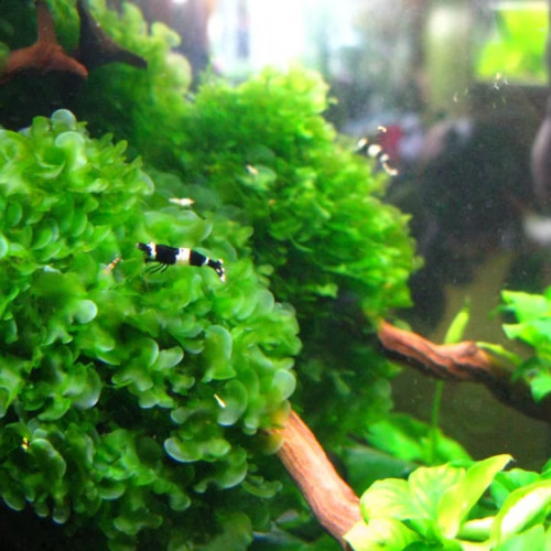 Mousse Varech d'eau / Lomariopsis Lineata/ Plante Aquarium