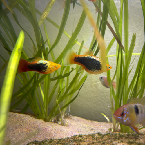 platys