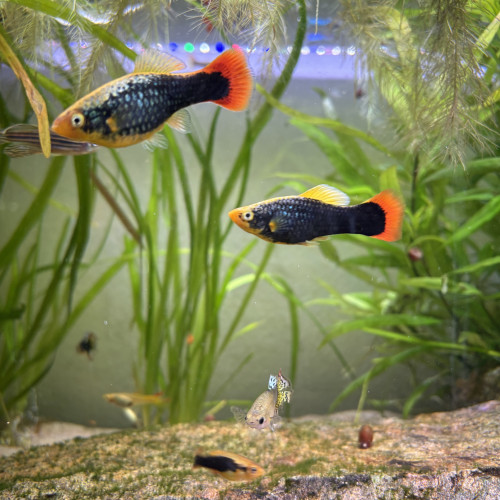 platys