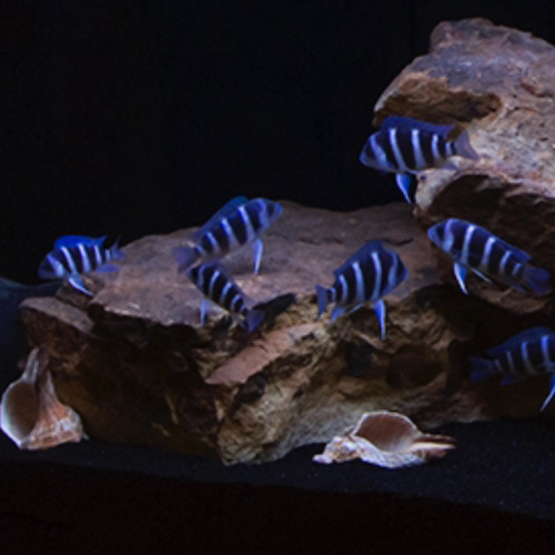 Cyphotilapia  Gibberosa Moba F1