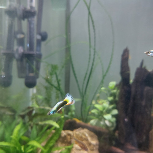 Guppy mâles lemon et lemon/red