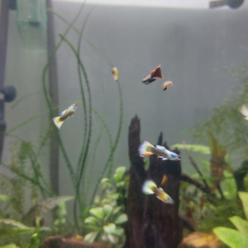 Guppy mâles lemon et lemon/red